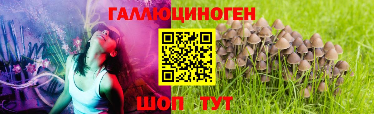 Псилоцибиновые грибы Psilocybe  Вход с VPN  продажа наркотиков  Галлюциногенные грибы Psilocybe  Курчатов 